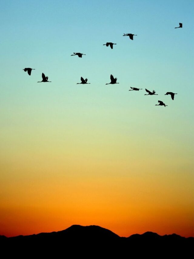 What Happens If a Bird Strikes an Airplane Mid-Air?